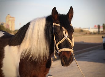 Andalusiër Mix, Ruin, 6 Jaar, 148 cm, Gevlekt-paard