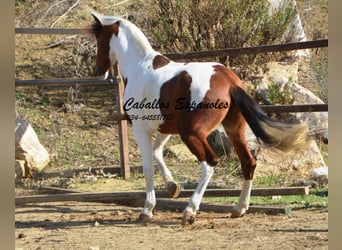Andalusiër, Ruin, 6 Jaar, 150 cm, Gevlekt-paard