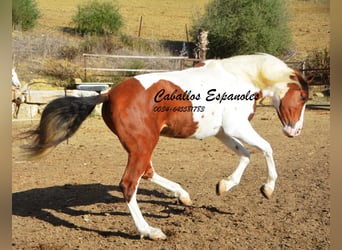 Andalusiër, Ruin, 6 Jaar, 150 cm, Gevlekt-paard