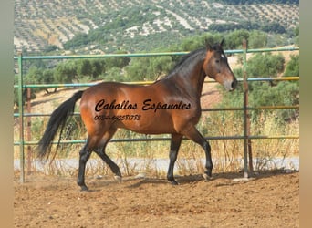 Andalusiër, Ruin, 6 Jaar, 152 cm, Bruin