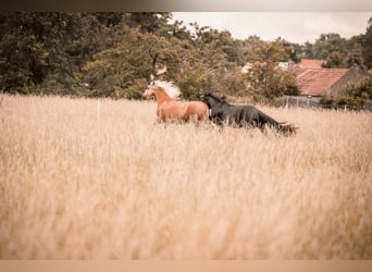 Andalusiër Mix, Ruin, 6 Jaar, 155 cm, Palomino