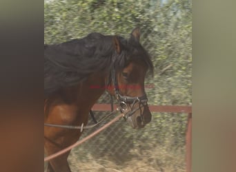 Andalusiër, Ruin, 6 Jaar, 156 cm, Bruin