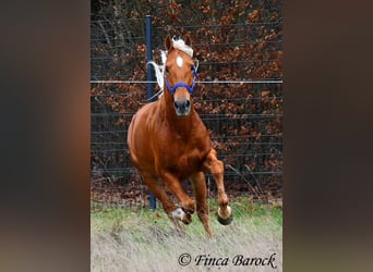 Andalusiër, Ruin, 6 Jaar, 156 cm, Palomino