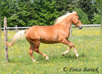 Andalusiër, Ruin, 6 Jaar, 156 cm, Palomino