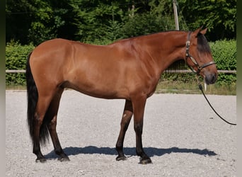 Andalusiër, Ruin, 6 Jaar, 160 cm, Bruin