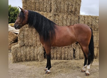 Andalusier, Wallach, 6 Jahre, 163 cm, Rotbrauner