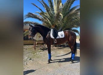 Andalusiër, Ruin, 6 Jaar, 164 cm, Buckskin