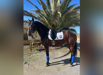 Andalusiër, Ruin, 6 Jaar, 164 cm, Buckskin