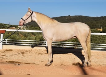 Andalusiër, Ruin, 6 Jaar, 164 cm, Perlino