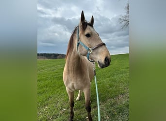 Andalusiër, Ruin, 6 Jaar, 165 cm, Buckskin