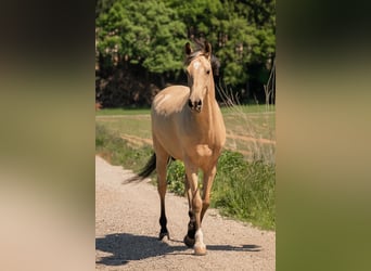 Andalusiër, Ruin, 6 Jaar, 165 cm, Buckskin
