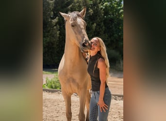 Andalusiër, Ruin, 6 Jaar, 165 cm, Buckskin