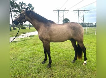 Andalusiër, Ruin, 6 Jaar, 165 cm, Buckskin