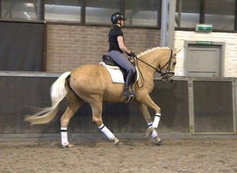 Andalusiër, Ruin, 6 Jaar, 168 cm, Palomino