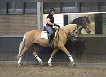 Andalusiër, Ruin, 6 Jaar, 168 cm, Palomino