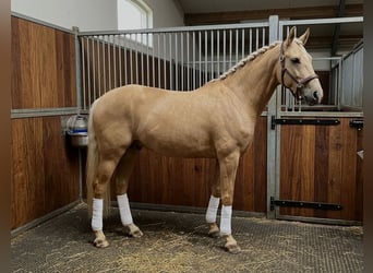 Andalusiër, Ruin, 6 Jaar, 168 cm, Palomino