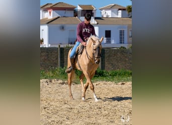 Andalusiër Mix, Ruin, 6 Jaar