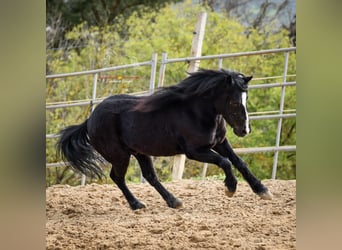 Andalusiër Mix, Ruin, 7 Jaar, 131 cm, Zwart