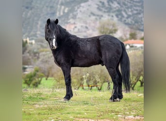 Andalusiër Mix, Ruin, 7 Jaar, 131 cm, Zwart