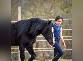 Andalusiër Mix, Ruin, 7 Jaar, 131 cm, Zwart