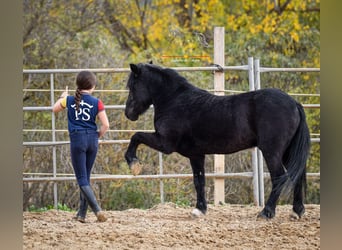 Andalusiër Mix, Ruin, 7 Jaar, 131 cm, Zwart