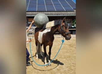 Andalusiër Mix, Ruin, 7 Jaar, 148 cm, Gevlekt-paard