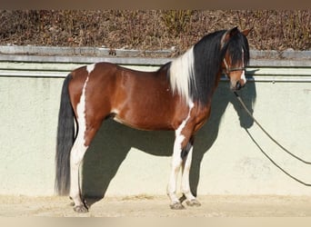 Andalusiër, Ruin, 7 Jaar, 150 cm, Gevlekt-paard