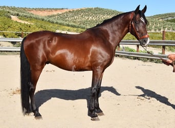 Andalusier, Wallach, 7 Jahre, 155 cm, Brauner