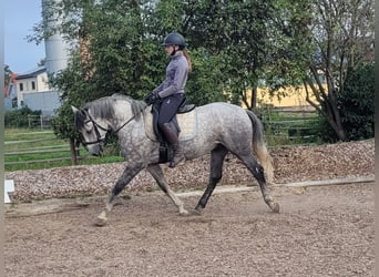 Andalusiër Mix, Ruin, 7 Jaar, 155 cm, Vliegenschimmel