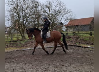 Andalusiër Mix, Ruin, 7 Jaar, 157 cm, Bruin