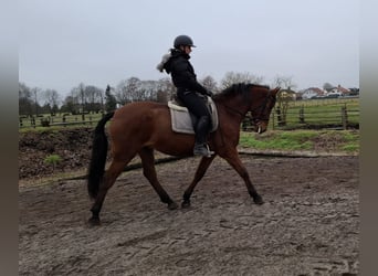 Andalusiër Mix, Ruin, 7 Jaar, 157 cm, Bruin