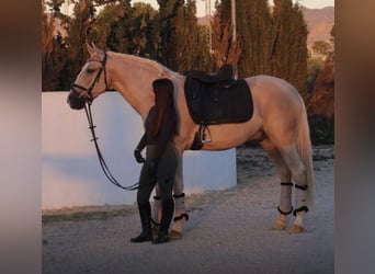 Andalusiër, Ruin, 7 Jaar, 160 cm, Palomino