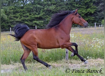 Andalusiër, Ruin, 7 Jaar, 163 cm, Bruin