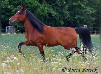 Andalusiër, Ruin, 7 Jaar, 163 cm, Bruin
