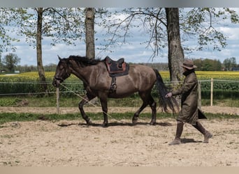 Andalusiër Mix, Ruin, 7 Jaar, 178 cm, Roodbruin