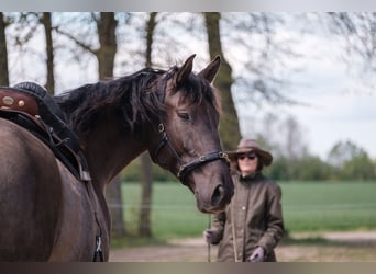 Andalusiër Mix, Ruin, 7 Jaar, 178 cm, Roodbruin