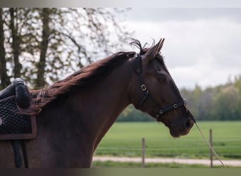 Andalusiër Mix, Ruin, 7 Jaar, 178 cm, Roodbruin