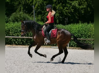 Andalusiër, Ruin, 7 Jaar, Donkerbruin
