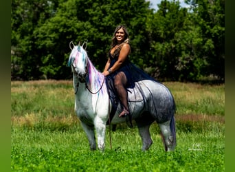 Andalusiër Mix, Ruin, 8 Jaar, 152 cm, Schimmel