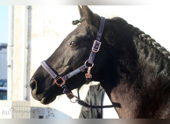Andalusiër Mix, Ruin, 8 Jaar, 155 cm, Zwart