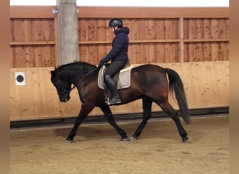 Andalusiër Mix, Ruin, 8 Jaar, 156 cm, Donkerbruin