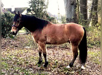 Andalusiër, Ruin, 8 Jaar, 157 cm, Bruin