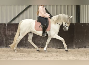 Andalusiër, Ruin, 8 Jaar, 159 cm, Schimmel