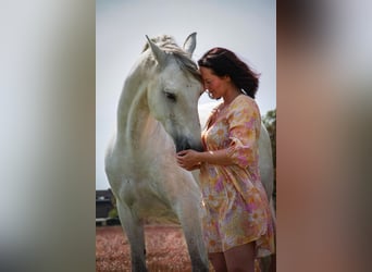 Andalusiër, Ruin, 8 Jaar, 159 cm, Schimmel