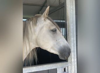 Andalusiër, Ruin, 8 Jaar, 159 cm, Schimmel