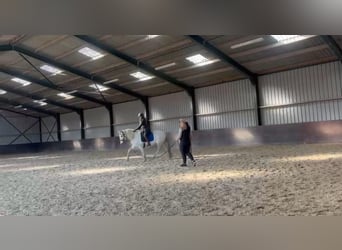 Andalusiër, Ruin, 8 Jaar, 159 cm, Schimmel