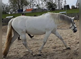 Andalusiër, Ruin, 8 Jaar, 159 cm, Schimmel