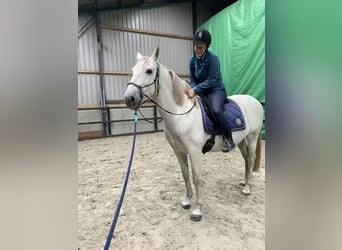 Andalusiër, Ruin, 8 Jaar, 159 cm, Schimmel