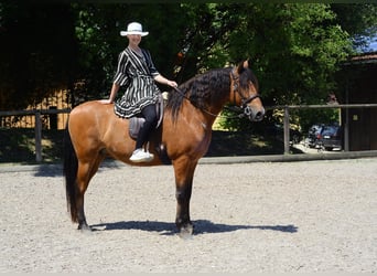 Andalusiër, Ruin, 8 Jaar, 163 cm, Bruin
