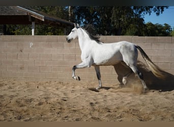 Andalusiër, Ruin, 8 Jaar, 163 cm, Wit